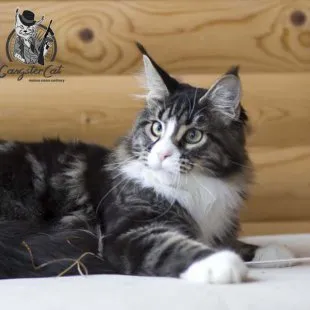 Волгоградский питомник Мейн кунов GangsterCat. Сайт: www.gangstercat.ru Тел: +7 (917) 335-09-66 (WhatsApp, Viber, Telegram), Татьяна.
