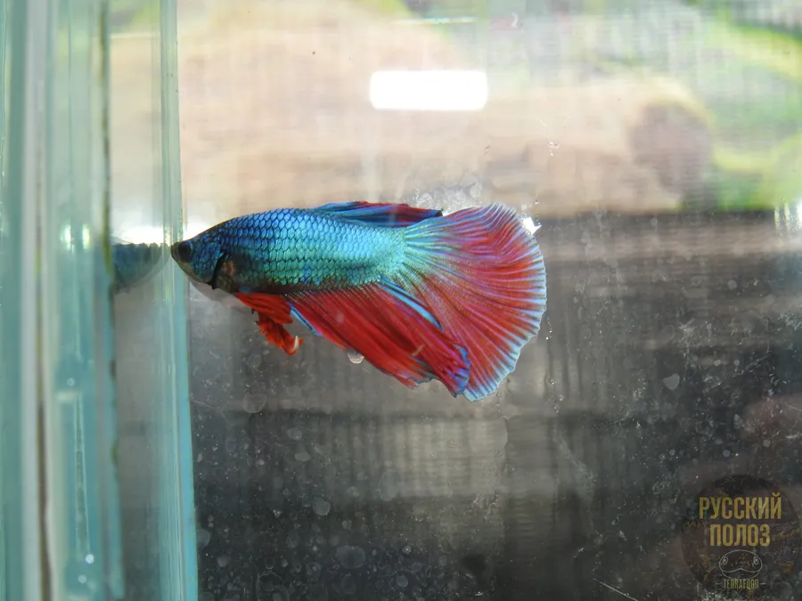 Петушок, Бойцовая рыбка, Betta splendens