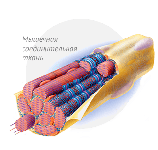 Коллаген по строению напоминает сплетённый из тончайших нитей – микрофибрилл – канат.
