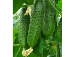 огурцы "Котор" семена 10 шт.