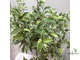 Ficus Benjamina Nicole / фикус Бенджамина Николь