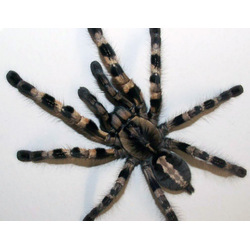 Poecilotheria tigrinawesseli