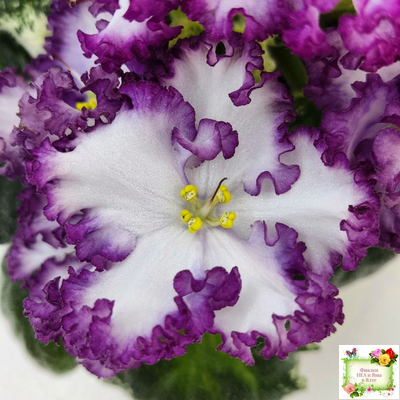 АВ-Навсегда (Фиалковод) 2021 г. (лист посажен 03.11.25)