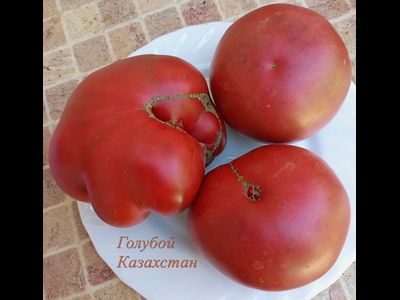 Томат Голубой Казахстан (Blaue Kasachstan)