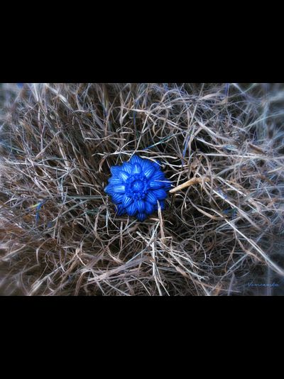 "Цветок, отражающий небо" - волшебное кольцо