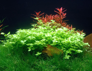 Бакопа австралийская (Bacopa australis)