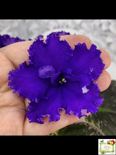 ЛЕ-Демо (Е. Лебецкая) 2014 г.