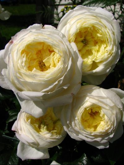 Амнести Интернешнл (Amnesty International)