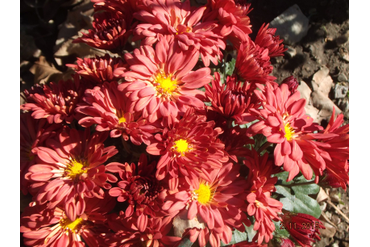 Артемон.
Селекция НБС