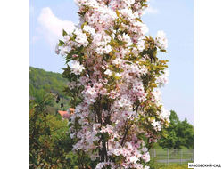 Вишня Аманогава - Amanogawa