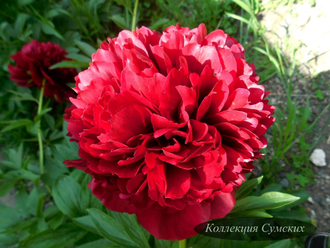 Пион Red Grace (Рэд Грэйс)