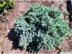 Можжевельник Блю Стар - Blue Star