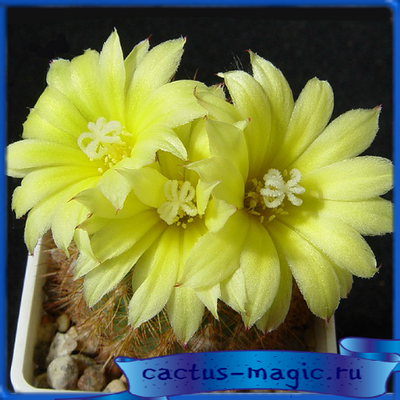 Frailea pumila v. major HU 065