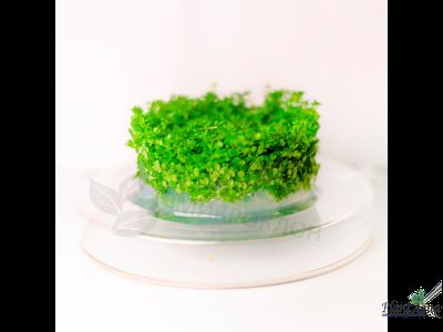 MICRANTHEMUM TWEEDIEI "MONTE CARLO"/ МИКРАНТЕМУМ "МОНТЕ КАРЛО" (меристемный)