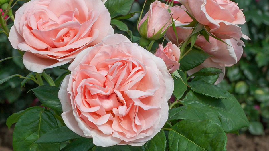 Rosa Belle Nude