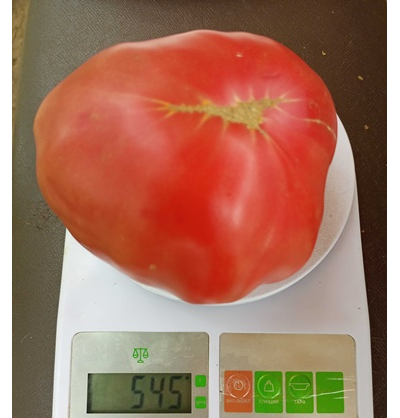 Томат Rose Hippo (Розовый бегемот)