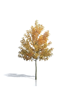 Billboards Дерево осеннее_07