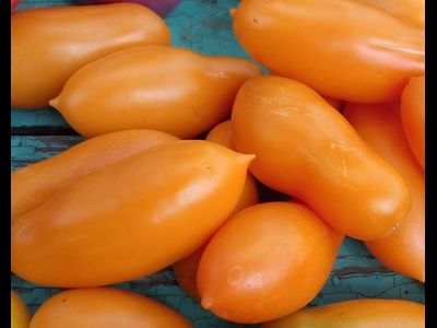 Томат Мидас