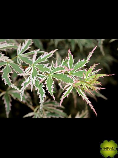 Клен веерный БАТТЕРФЛЯЙ (подходит для контейнерного выращивания) саженец 70 см