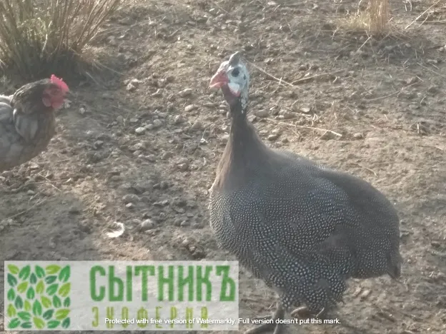 Фермерские цесарки на свободном выгуле