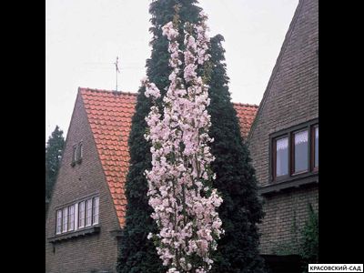 Вишня Аманогава - Amanogawa