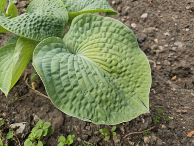 Хоста Clear Fork River Valley