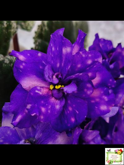 РС-Астролог (С. Репкина) 2020 г.