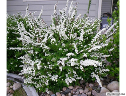 Спирея ниппонская Сноумаунд - Snowmound