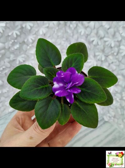 Hunter's Primal Scream (K.Muzalewski) (лист посажен 30.01.26)