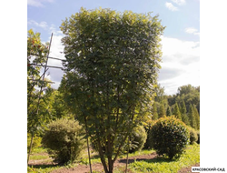 Рябина обыкновенная в форме шпалеры