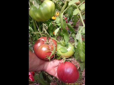 Томат Пурпурное сердце Рейнхарда (Reinhard's Purple Heart, Германия)