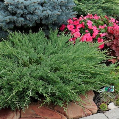 Можжевельник  горизонтальный Андорра Компакт