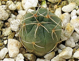 Gymnocalycium baldianum VG 183