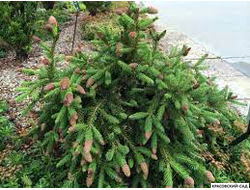 Ель обыкновенная Акрокона - Фото 1 - красовский-сад.рф