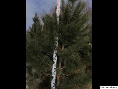 Кедр 6 метров