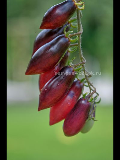 Томат Сливка-Гурман