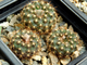Frailea ybatense (D=15-18мм)