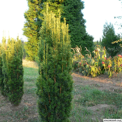 Тисс ягодный Давид - David