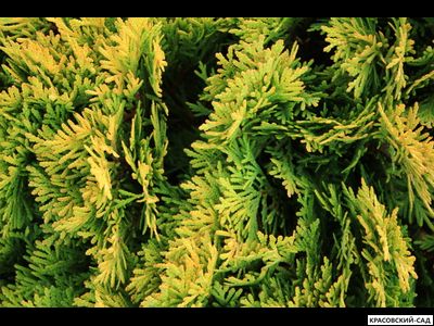 Туя Мириам - Mirjam