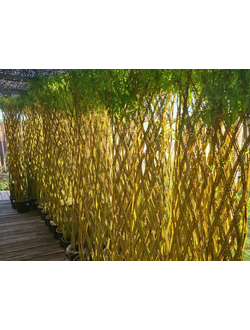 Растения для вашего сада