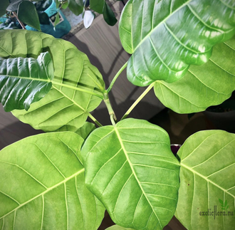 Ficus Nimfaefolia / фикус нимфаэфолия