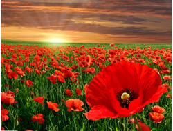 Купить греющую картину с фото маки в степи