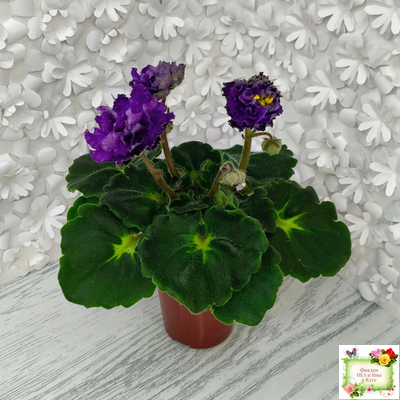 ДВ-Елена Прекрасная (Д. Лягина) 2024 г. (лист укоренённый)