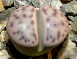 Lithops dinteri ssp.multipunctata  - 5 семян