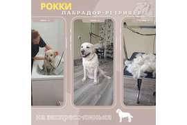 Лабрадор-ретривер РОККИ