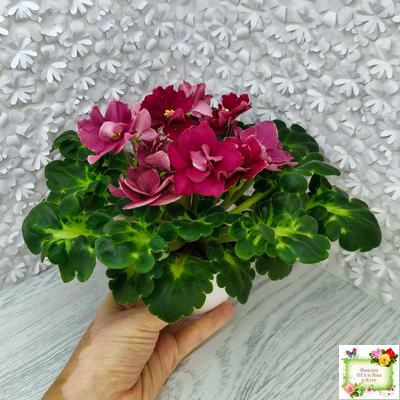 ВаТ-Супер Мама (Т.Валькова) 2020 г.