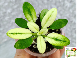 ГЕА-Я Подарю Вам Ландыши Gold трейлер