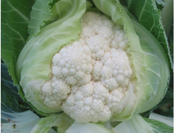Капуста цветная Уайт Консепт