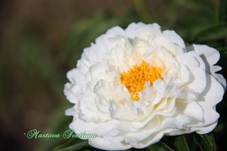 Paeonia Petite Porcelain