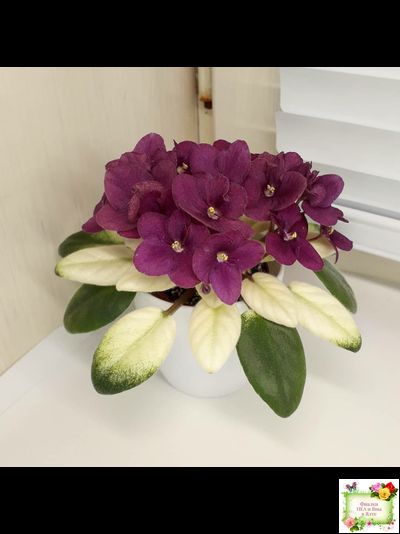 Jolly Jubilee  (H. Pittman) (9908) 03/07/2008